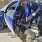 Unidad canina K-9 de la Policía Estatal fortalece la intervención operativa para prevenir y combatir el delito.